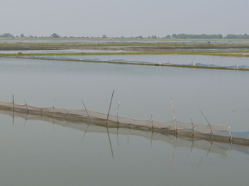 चित्र:Chilika-Lake-4.jpg