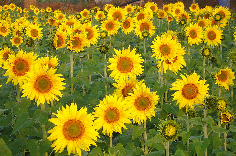 चित्र:Sunflowers.jpg