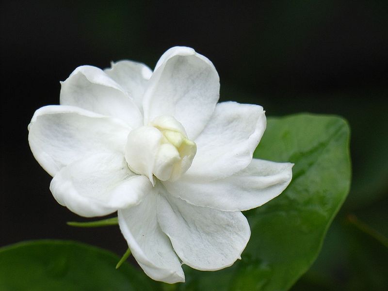 चित्र:Jasmine-Flower-1.jpg