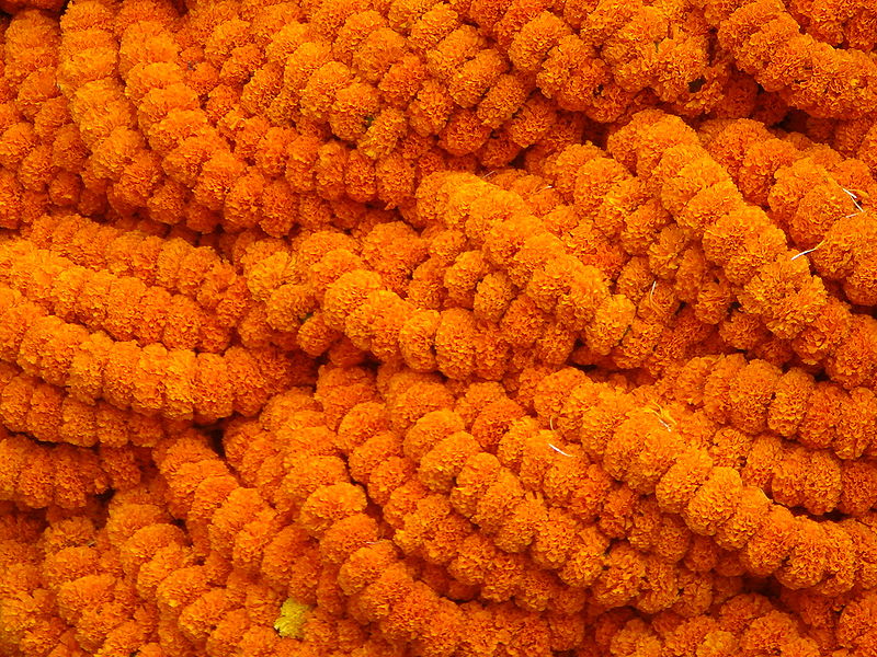 चित्र:Marigold-7.jpg