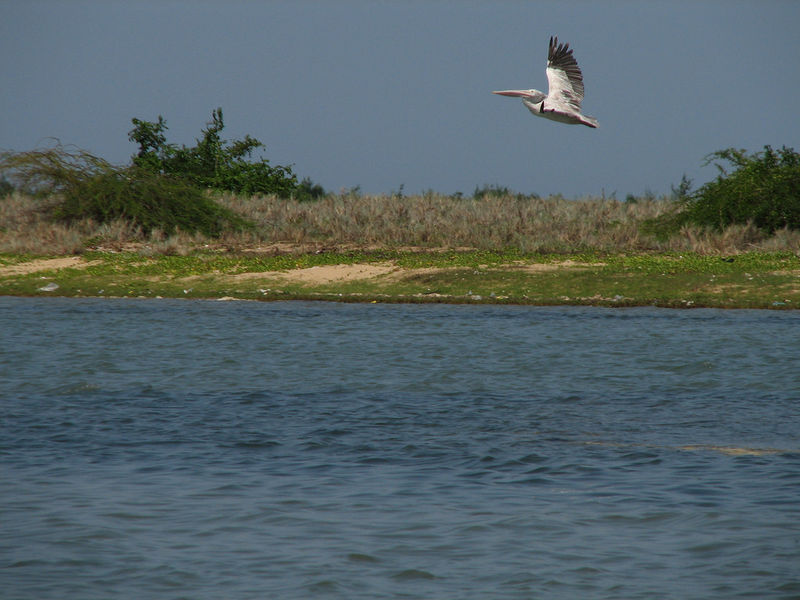 चित्र:Pulicat Lake-8.jpg
