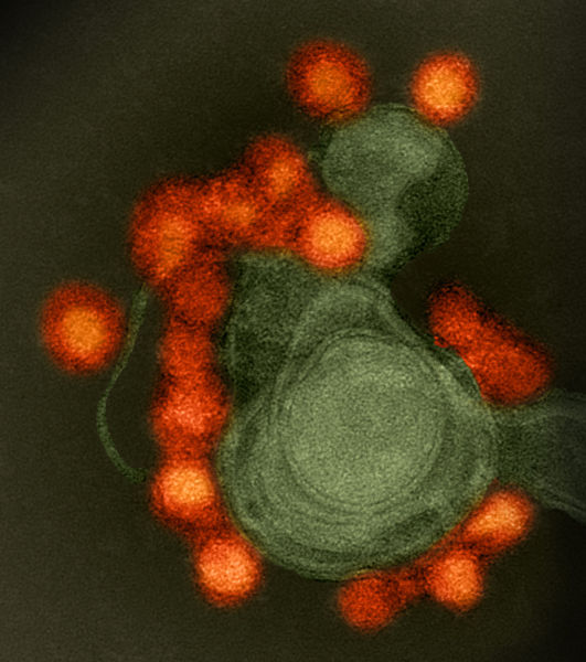 चित्र:Zika-Virus.jpg