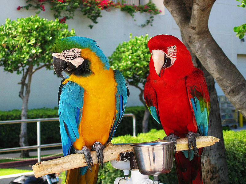 चित्र:Parrot-6.jpg