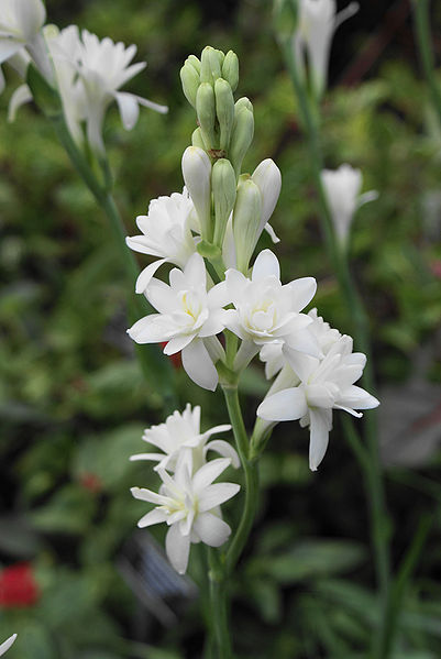चित्र:Polianthes-Tuberosa.jpg