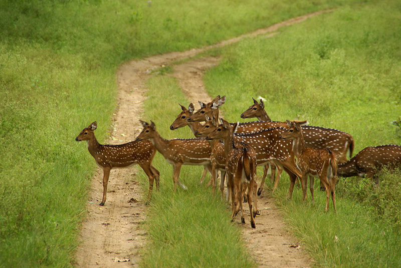 चित्र:Chital.jpg