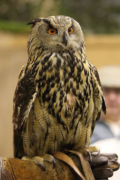 चित्र:Owl-1.jpg