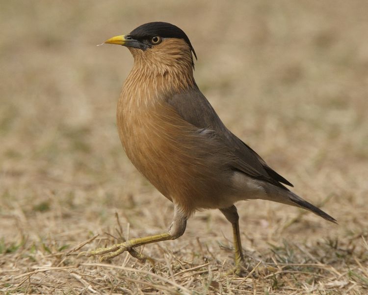 चित्र:Starling.jpg
