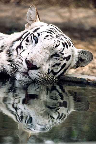 चित्र:Tiger-6.jpg