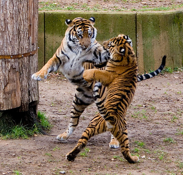 चित्र:Tiger-4.jpg