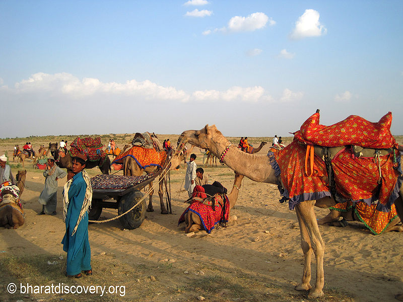 चित्र:Camel-Jaisalmer-1.jpg