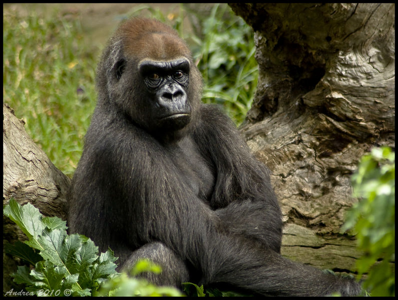 चित्र:Gorilla-2.jpg