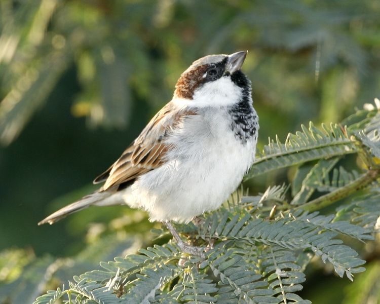 चित्र:House Sparrow.jpg