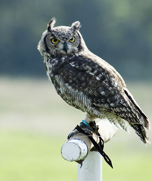 चित्र:Owl.jpg