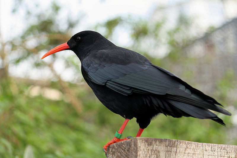 चित्र:Red-Billed-Chough.jpg