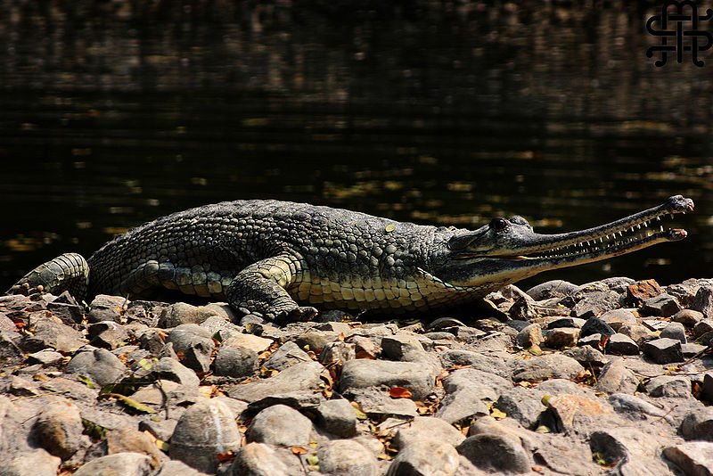चित्र:Gharial.jpg