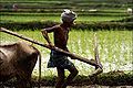 12:31, 27 नवम्बर 2014 के संस्करण का थंबनेल संस्करण