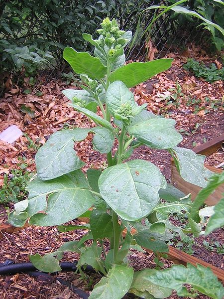 चित्र:Tobacc-Plant.jpg