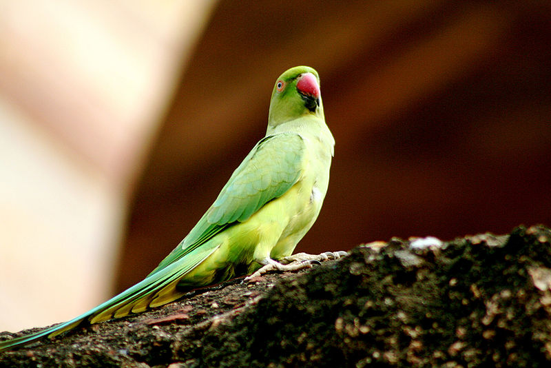 चित्र:Parrot-8.jpg