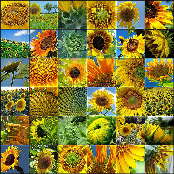 चित्र:Sunflowers-1.jpg