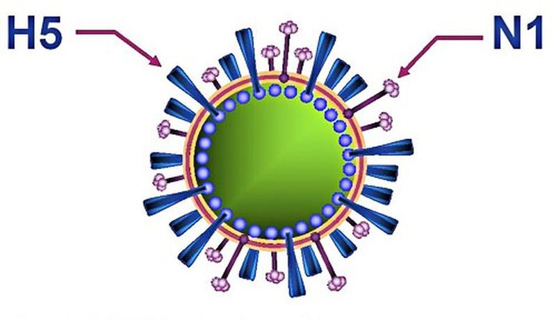 चित्र:Avian-influenza-Virus.jpg