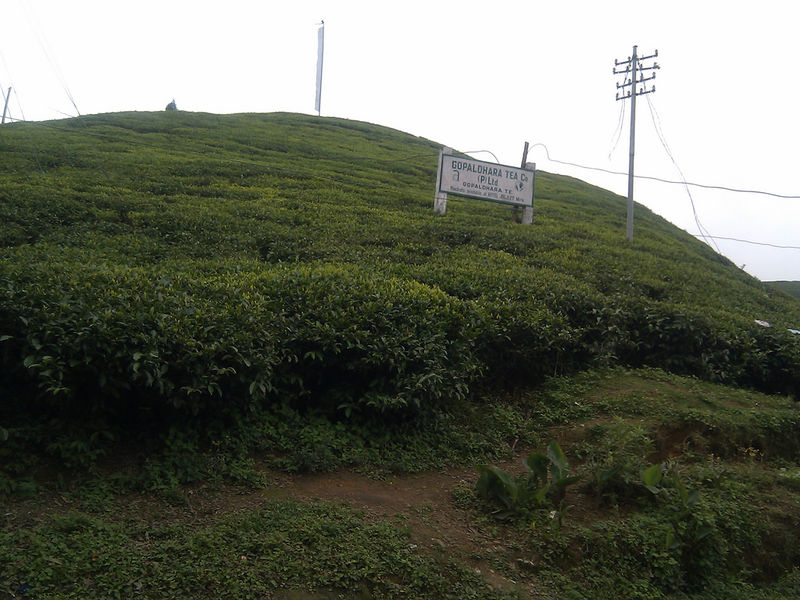 चित्र:Mirik-4.jpg