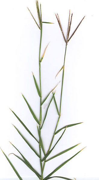 चित्र:Branch-of-cynodon-dactylon.jpg