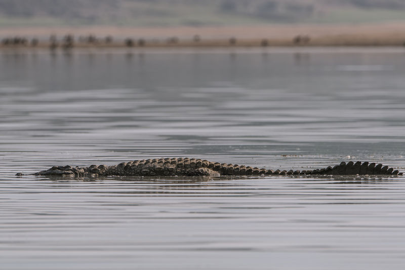 चित्र:Chambal-River-7.jpg