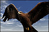 Kite-Raptor.jpg