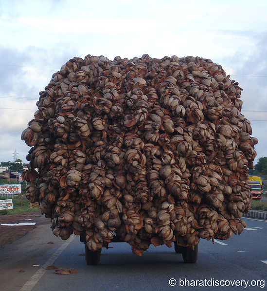 चित्र:Coconut-1.jpg