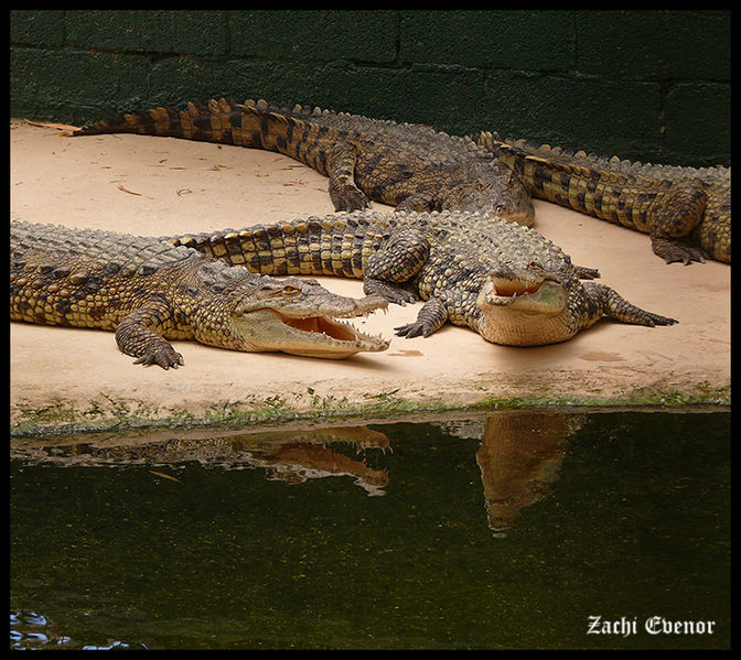 चित्र:Crocodile.jpg