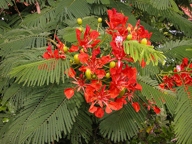चित्र:Delonix-Regia.jpg
