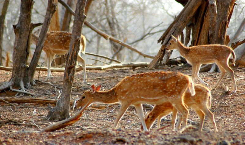 चित्र:Mount-Abu-Wildlife-Sanctuary-1.jpg