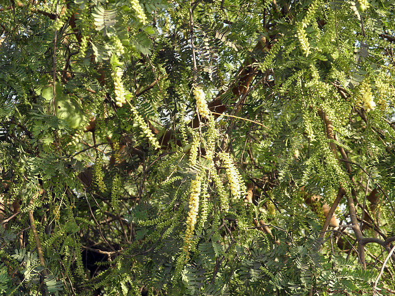 चित्र:Prosopis-Cineraria.jpg