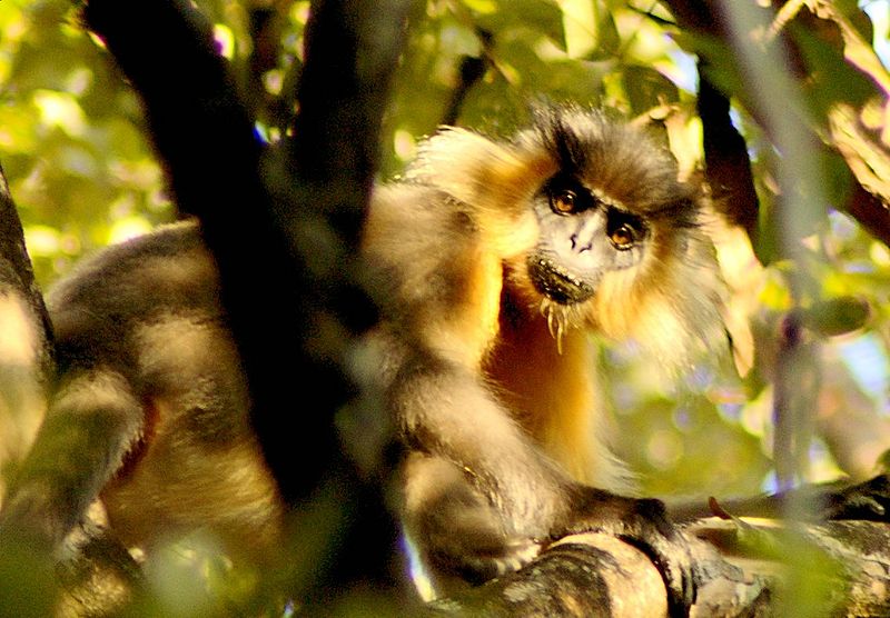 चित्र:Langur-Manas-National-Park.jpg